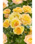 Роза полиантовая Еллоу Фейри | Троянда поліантова Єллоу Фейрі | Rosa polyantha Yellow Fairy